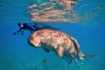 Snorkeling-With-Dugong-marsa-alam-sunshine-tours