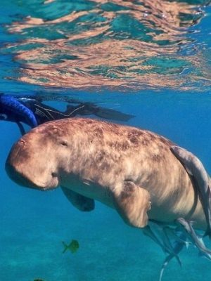 Snorkeling-With-Dugong-marsa-alam-sunshine-tours