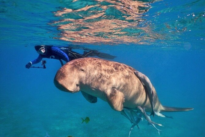 Snorkeling-With-Dugong-marsa-alam-sunshine-tours