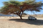 jeep-safari-to-wadi-elgemal-marsa-alam-sunshine-tours-05
