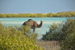 jeep-safari-to-wadi-elgemal-marsa-alam-sunshine-tours-05