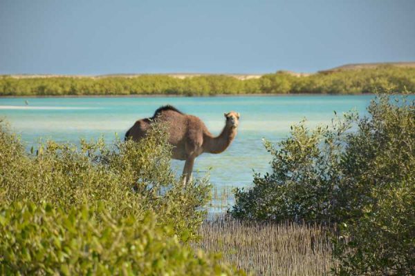 jeep-safari-to-wadi-elgemal-marsa-alam-sunshine-tours-05