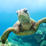 sunshine-tours-sea-cow-snorkeling-safari-tours-in-marsa-alam